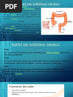 Intestino Grueso