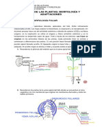 9_morfologia_hoja.pdf