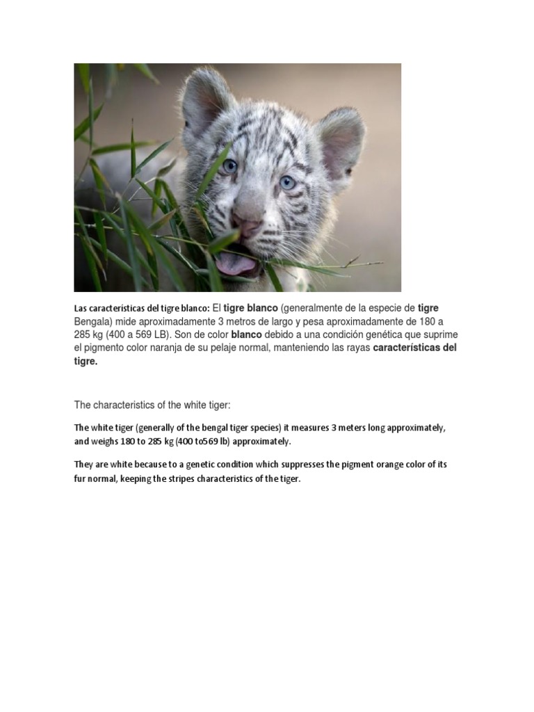 Las Características Del Tigre Blanco | PDF | Traducciones | Aplicación