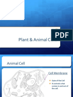 Plant Cell Notes