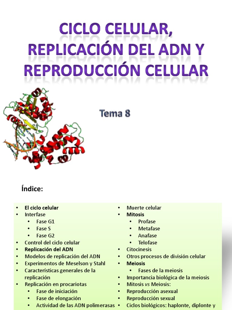 Ciclo Celular: Fases y Control del ADN | PDF | Mitosis | Replicación De Adn
