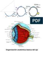 Organización anatómica básica del ojo