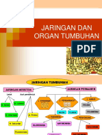 Bab Jaringan Tumbuhan