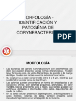 Morfología - Identificación y Patogénia de Corynebacterium