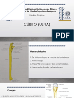 Cúbito (Ulna)