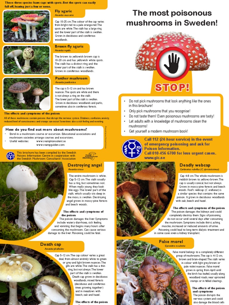 Poisonous Mushrooms in Sweden PDF Mycology Toxicology