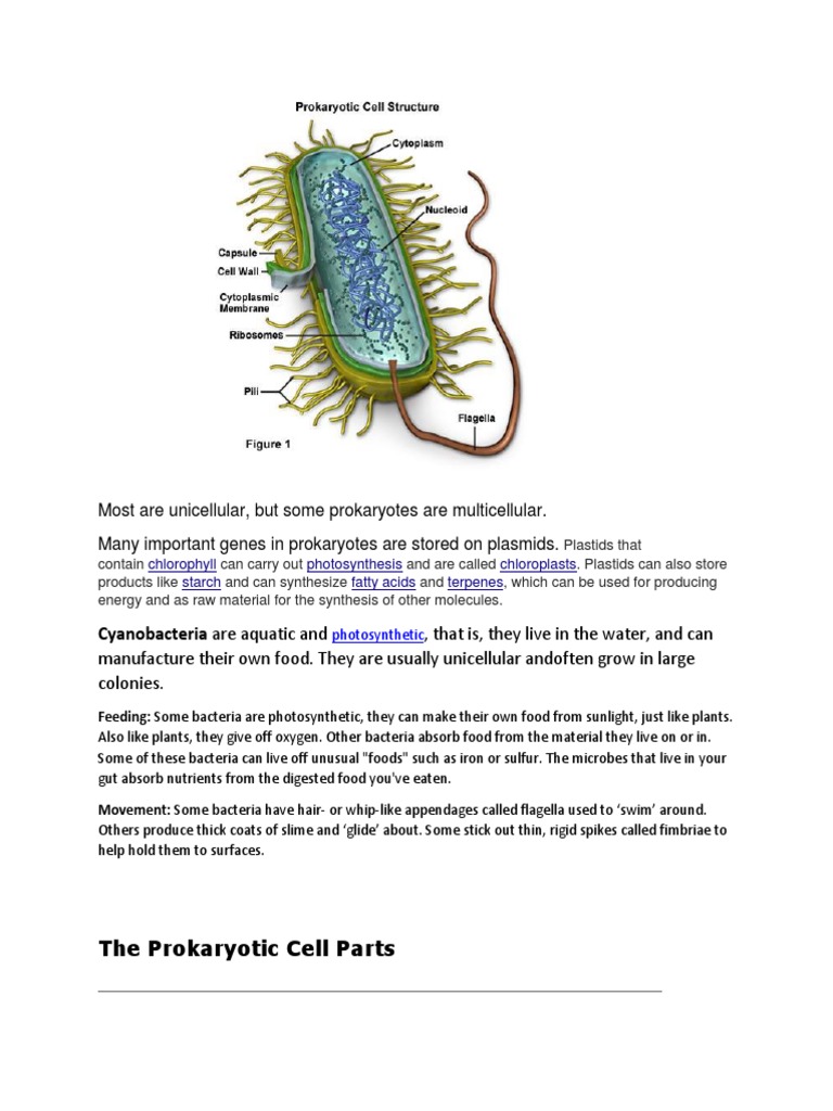 Animal and Plant Cell Parts | PDF | Cell (Biology) | Bacteria