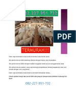 WA:0822.2795.1732, Jual Bibit Domba, Jual Bibit Domba Jawa Tengah, Jual Bibit Domba Jogja.