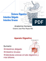 Aparto Digestivo II y III