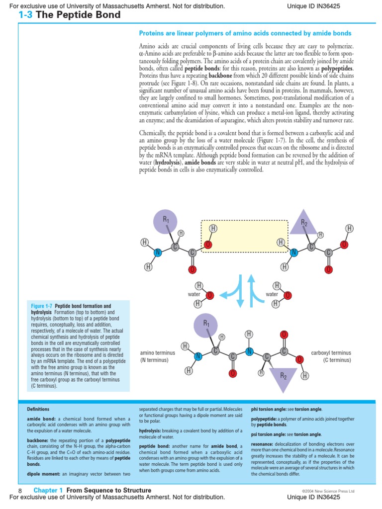 The Peptide Bond Proteins Are Linear Polymers of Amino Acids Connected by Amide Bonds PDF