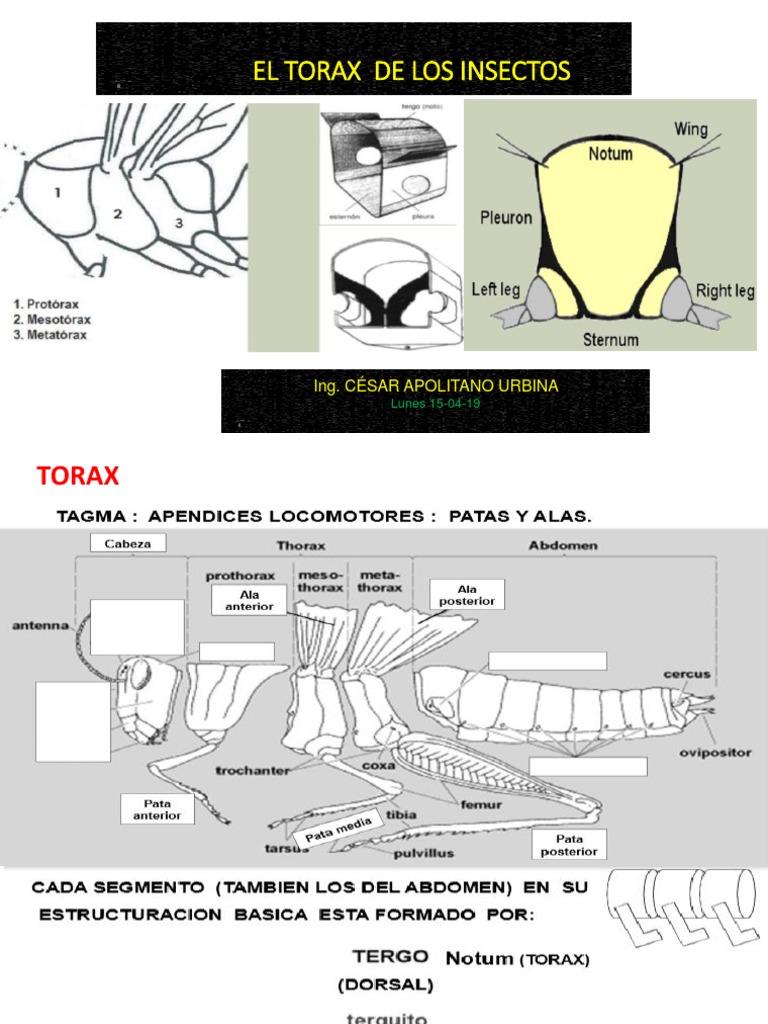 Tórax de Los Insectos PDF