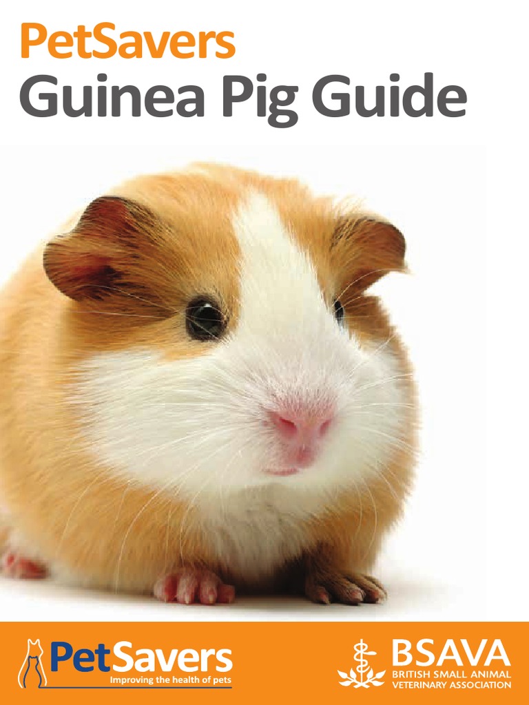 Guinea Pig Guide PDF Neutering Guinea Pig