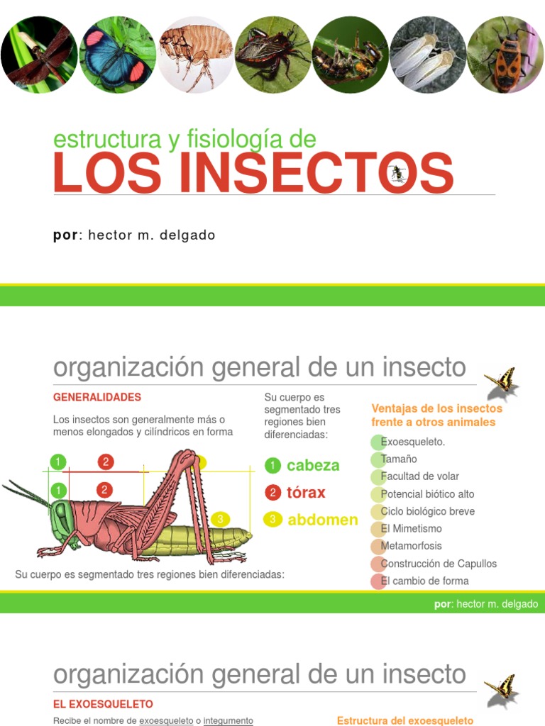 02 - Estructura y Fisiología de Los Insectos | PDF | Insectos | Hexapoda
