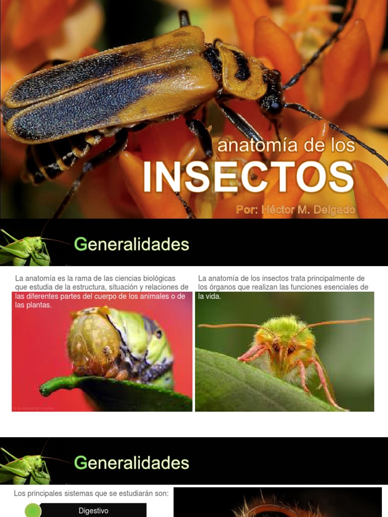 03 - Anatomía de Los Insectos | PDF | Sistema circulatorio | Feromona