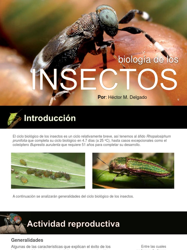 04 - Biología de Los Insectos | PDF | Larva | Insectos