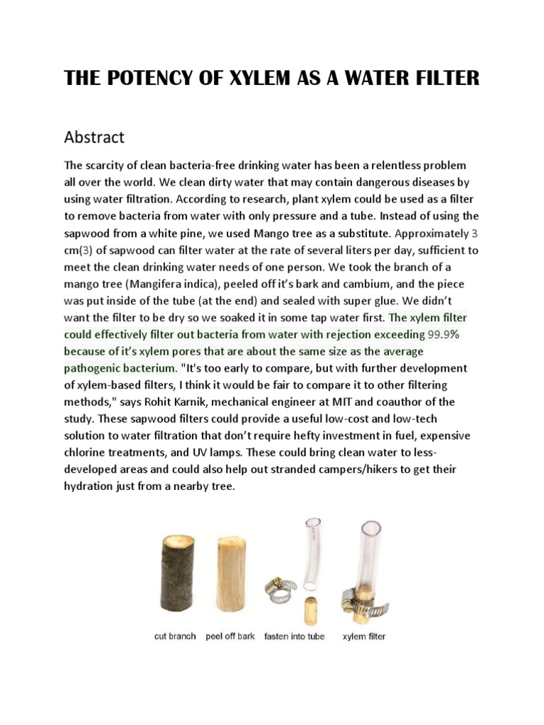 Xylem Water Filter: Mango Sapwood Study | PDF | Home & Garden | Science ...