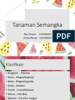 Tanaman Semangka