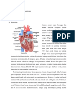 ANATOMI  FISIOLOGI  JANTUNG