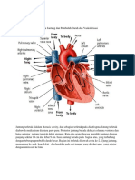 Anatomi Jantung Dan Vaskularisasiaaaaa