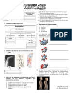 Taller Sistema Oseo