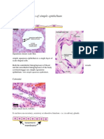 Epithelium Types and Functions