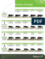 Lameness Scoring Poster Dairynz