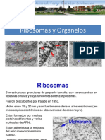 8 Ribosomas y Organelos