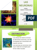 Neuronas y sus funciones