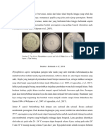 Sifat Patogen Phytophtora Capsici