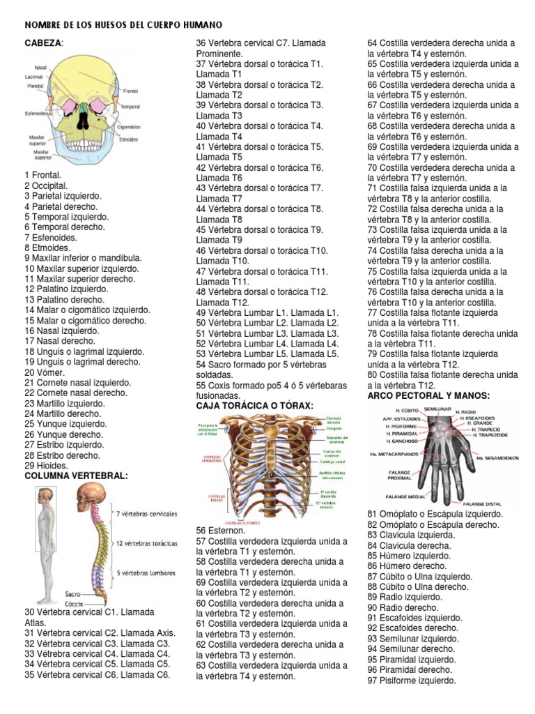 Nombres de los 206 huesos humanos | PDF | Vértebra | Sistema