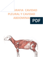 Topografía de la cavidad pleural y abdominal