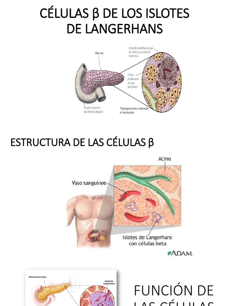ESTRUCTURA DE LAS CÉLULAS β | PDF