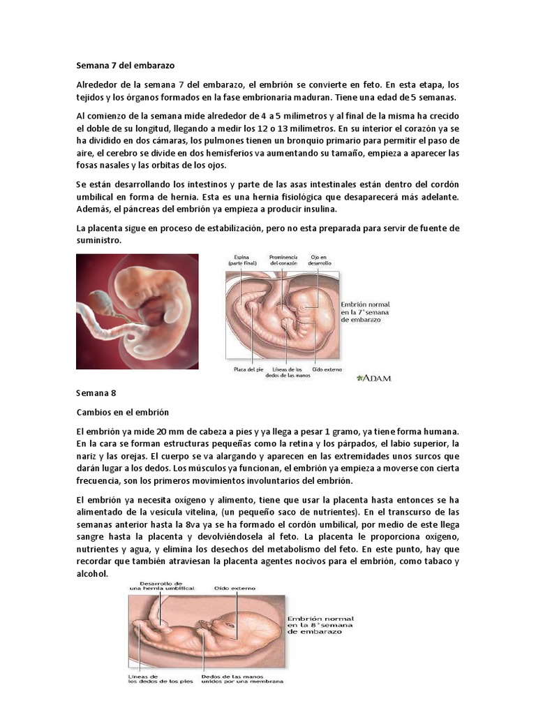 Semana 7 Del Embarazo | PDF