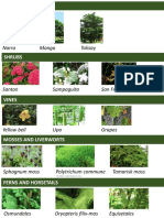 Common Philippine Plants by Category