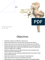 Brainstem: Midbrain and Pons