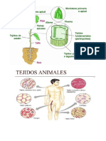 tejidos musculares