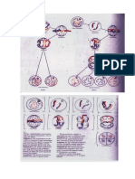 kul.mitosis_0.pdf