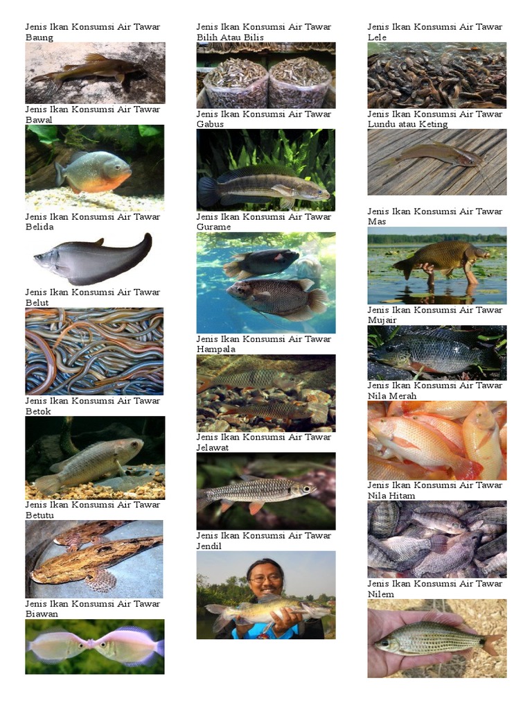 Jenis Ikan Konsumsi Air Tawar Baung Pdf
