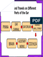 How Sound Travels On Different Parts of The Ear: EAR Cannal Ear Drum Auditary Nerve EAR Cannal Ear Drum Auditary Nerve