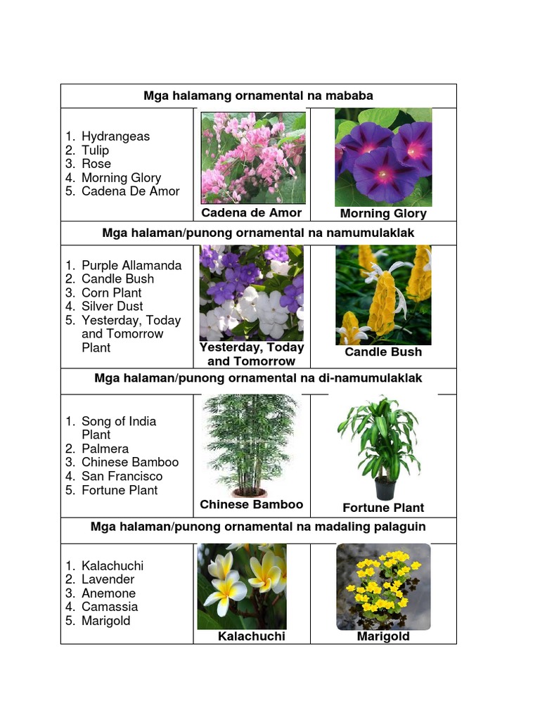 Ornamental Plants Na Hindi Namumulaklak - G4rden Plant