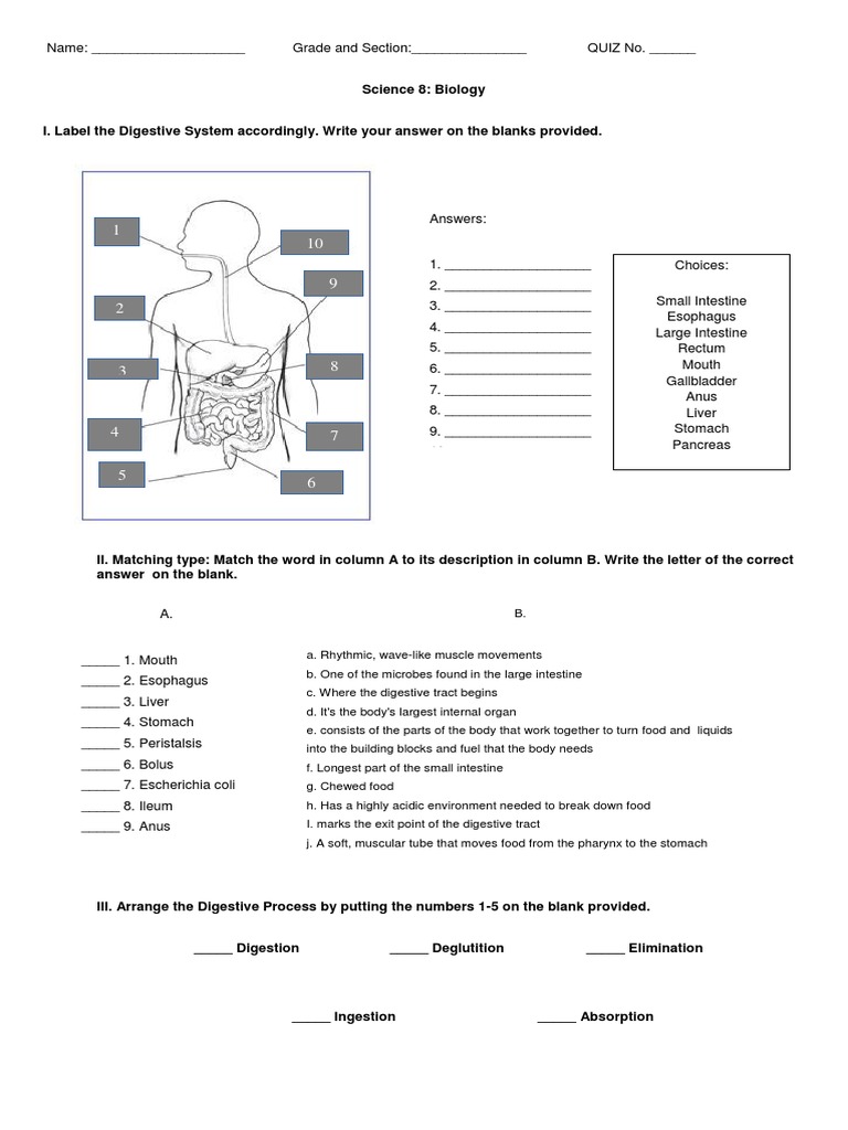 Digestive System Quiz PDF Human Digestive System Gastrointestinal