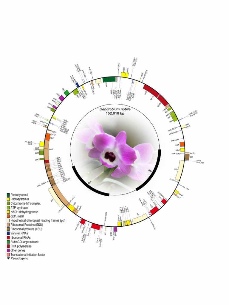 Dendrobium noble Genome Sequence | PDF