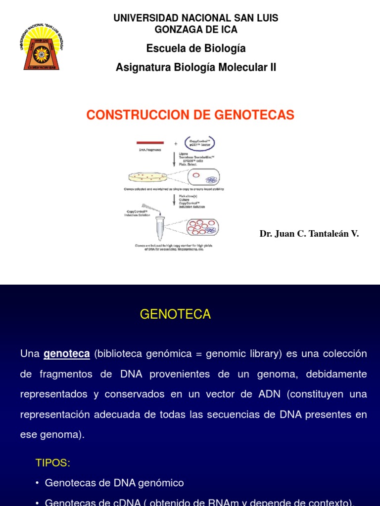 Clase 4 Genotecas | PDF | Adn Ligase | Plásmido