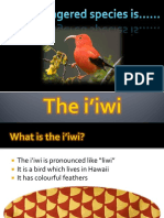 The Iiwi
