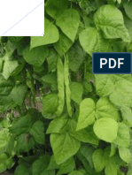 Evaluation of Phenolic Content of Common Bean (Phaseolus Vulgaris L.) in Association To Bean Fly (Ophiomyia SPP.) Infestation