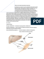 Interrelaciones Metabólicas en Estados Fisiológicos Ejercicio