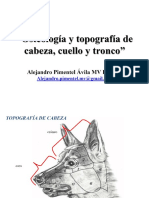 Osteología y Topografía de Cabeza, Cuello y Tronco. Alejandro Pimentel Ávila MV DiplME - PDF