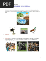 Organización Del Ecosistema