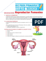 Sistema Reproductor Femenino para Cuarto de Primaria