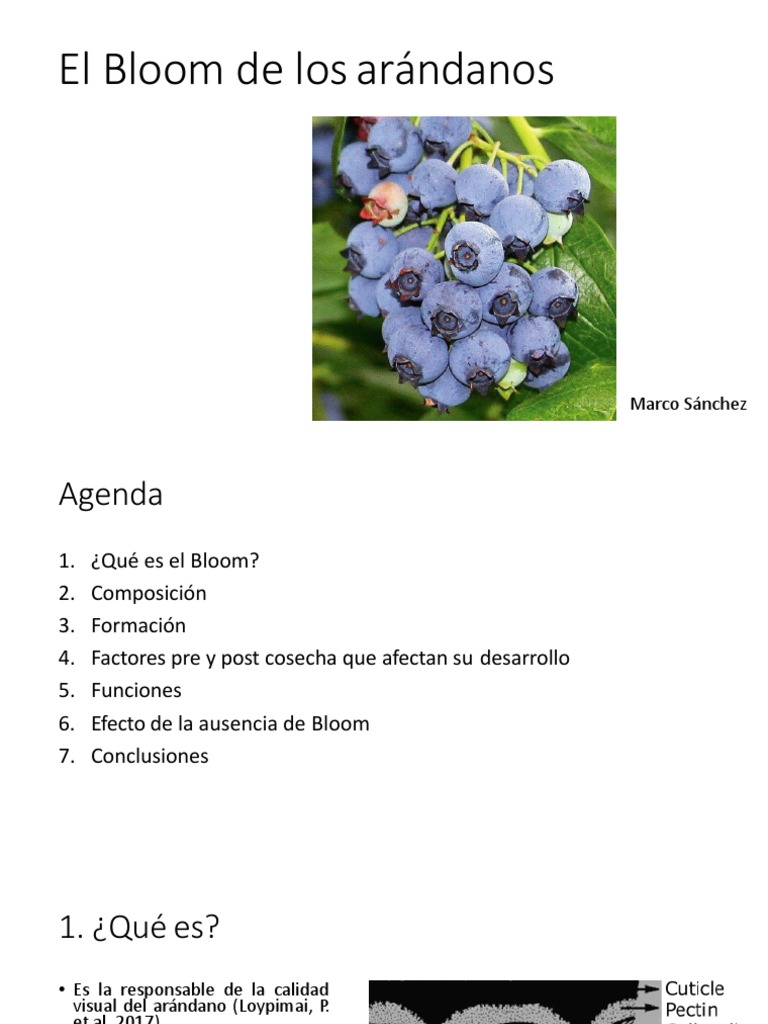 El Bloom de Los Arándanos | Agua | Química